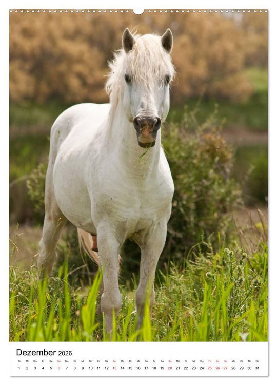 Produktbild: Camargue Pferde - wei&szlig;e M&auml;hnen (hochwertiger Premium Wandkalender 2026 DIN A2 hoch), Kunstdruck in Hochglanz