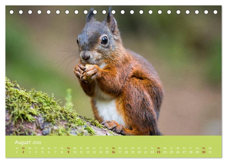 Produktbild: Eichh&ouml;rnchen - die s&uuml;&szlig;en Nussknacker (Tischkalender 2026 DIN A5 quer), CALVENDO Monatskalender