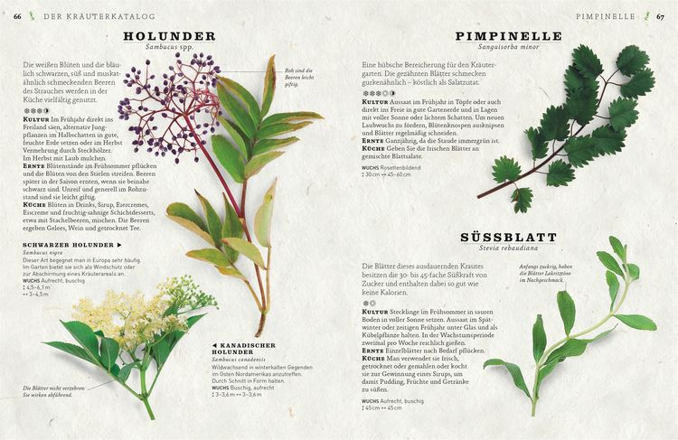 Produktbild: K&uuml;chenkr&auml;uter anbauen und genie&szlig;en