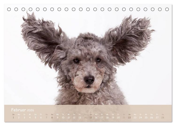 Produktbild: SCHLAPPOHREN (Tischkalender 2026 DIN A5 quer), CALVENDO Monatskalender