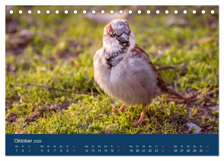 Produktbild: Spatzen-Kalender (Tischkalender 2026 DIN A5 quer), CALVENDO Monatskalender