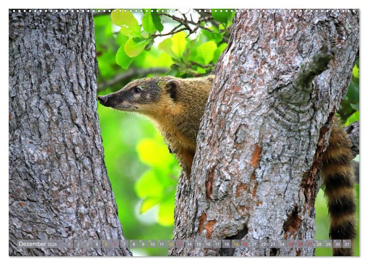 Produktbild: Tierparadies Pantanal (hochwertiger Premium Wandkalender 2026 DIN A2 quer), Kunstdruck in Hochglanz