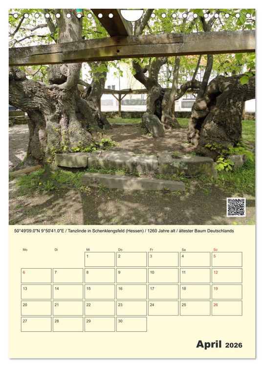 Produktbild: Uralt - Mit QR-Code und GPS zu alten B&auml;umen (Wandkalender 2026 DIN A4 hoch), CALVENDO Monatskalender