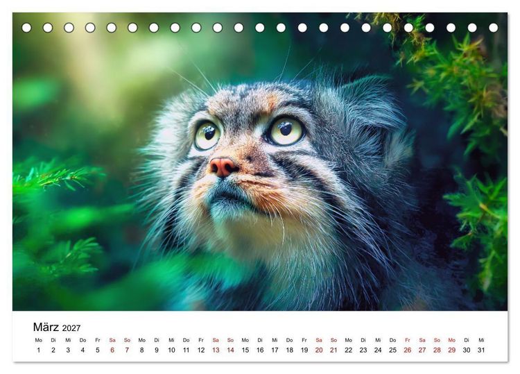 Produktbild: Gegen alles! - Pallaskatzen in ihrer Welt (Tischkalender 2027 DIN A5 quer), CALVENDO Monatskalender