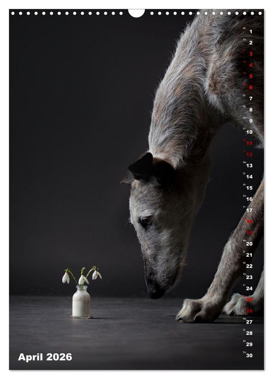 Produktbild: dogmuse deluxe (Wandkalender 2026 DIN A3 hoch), CALVENDO Monatskalender