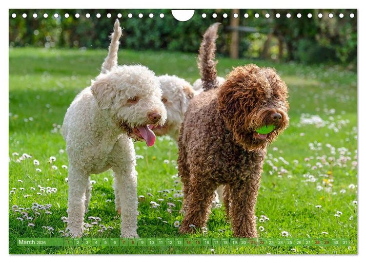 Produktbild: Lagotto Romagnolo Mountain Life (Wall Calendar 2026 DIN A4 landscape), CALVENDO 12 Month Wall Calendar