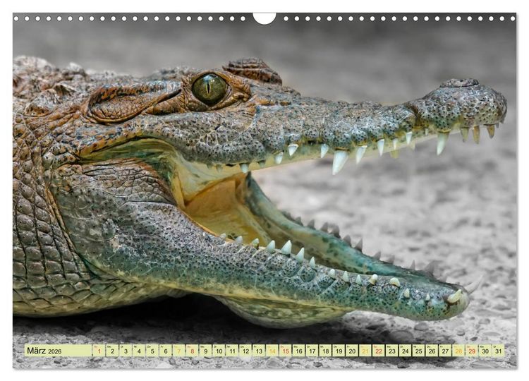 Produktbild: Urzeitreptilien - Krokodil (Wandkalender 2026 DIN A3 quer), CALVENDO Monatskalender