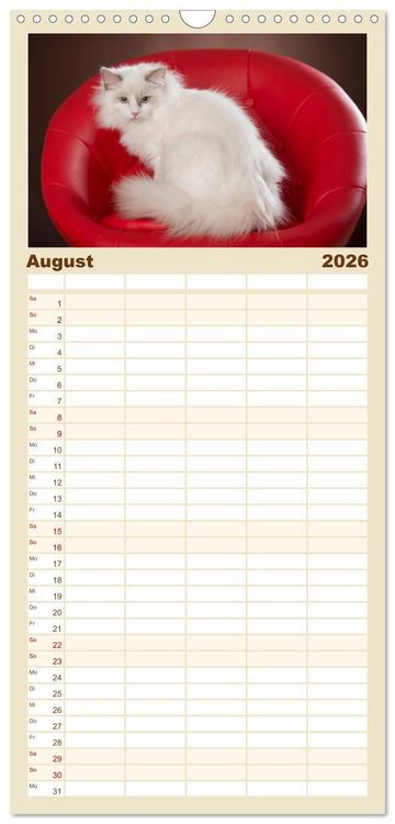 Produktbild: Familienplaner 2026 - Zauberhafte Ragdolls mit 5 Spalten (Wandkalender, 21 x 45 cm) CALVENDO