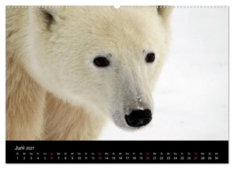 Produktbild: Arktische Tr&auml;ume - Eisb&auml;ren in Kanada (Wandkalender 2027 DIN A2 quer), CALVENDO Monatskalender