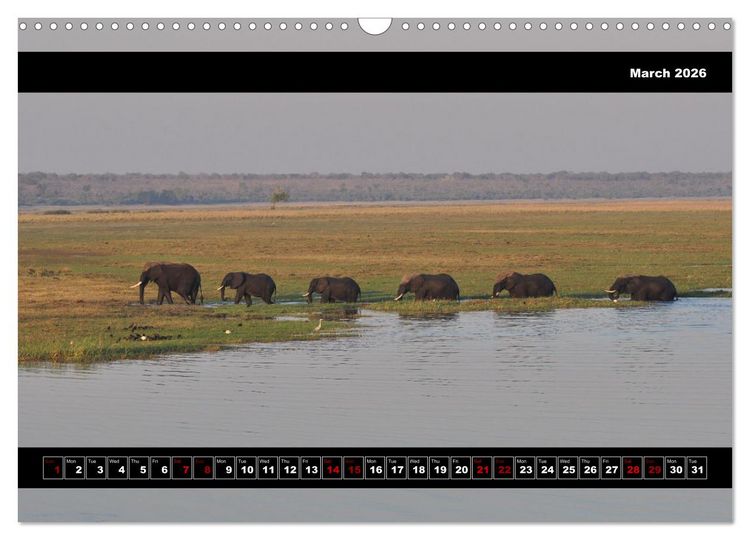 Produktbild: Elephants of Botswana (Wall Calendar 2026 DIN A3 landscape), CALVENDO 12 Month Wall Calendar