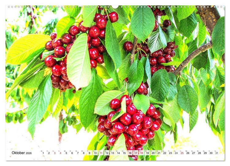 Produktbild: Kirschen. Wer kann da schon widerstehen? (hochwertiger Premium Wandkalender 2026 DIN A2 quer), Kunstdruck in Hochglanz