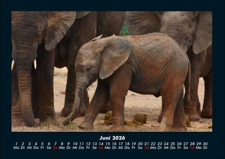 Produktbild: Elefanten Kalender 2026 Fotokalender DIN A4
