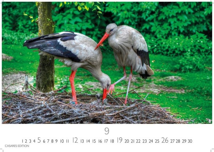 Produktbild: St&ouml;rche Kalender 2027 &ndash; Wandkalender | Fotokalender Tierkalender 35x50cm Grosses Format - Inspirierende Storch-Motive f&uuml;r Natur- und Tierkalenderliebhaber.