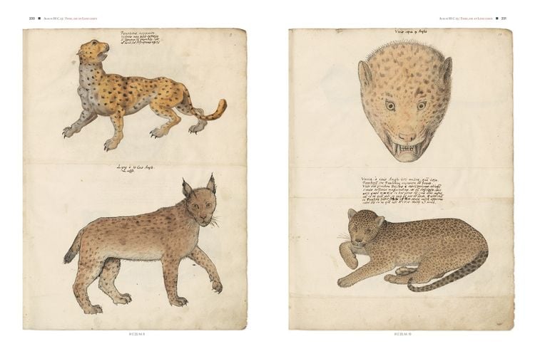 Produktbild: Conrad Gessners Thierbuch