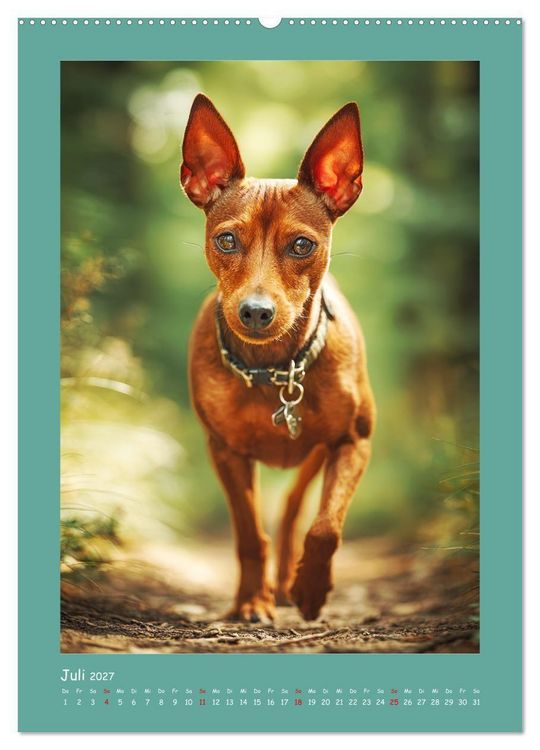 Produktbild: Mini-Pinscher. Kleine Hunde in sch&ouml;nen Momenten (hochwertiger Premium Wandkalender 2027 DIN A2 hoch), Kunstdruck in Hochglanz