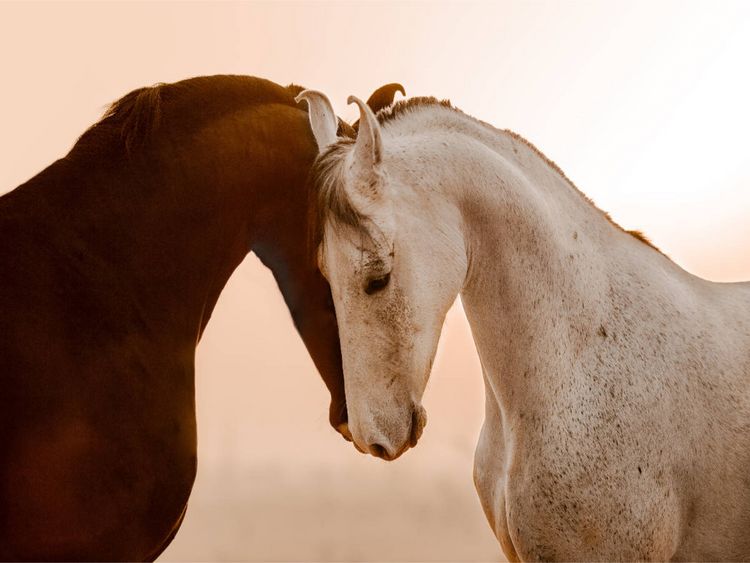 Produktbild: CALVENDO Puzzle Marwari Pferde | 1000 Teile Lege-Gr&ouml;&szlig;e 64x48cm Foto-Puzzle f&uuml;r gl&uuml;ckliche Stunden