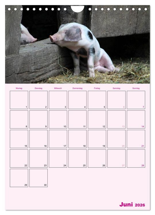 Produktbild: Schweinischer Terminplaner (Wandkalender 2026 DIN A4 hoch), CALVENDO Monatskalender