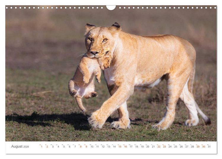 Produktbild: Safari Kenia (Wandkalender 2026 DIN A3 quer), CALVENDO Monatskalender