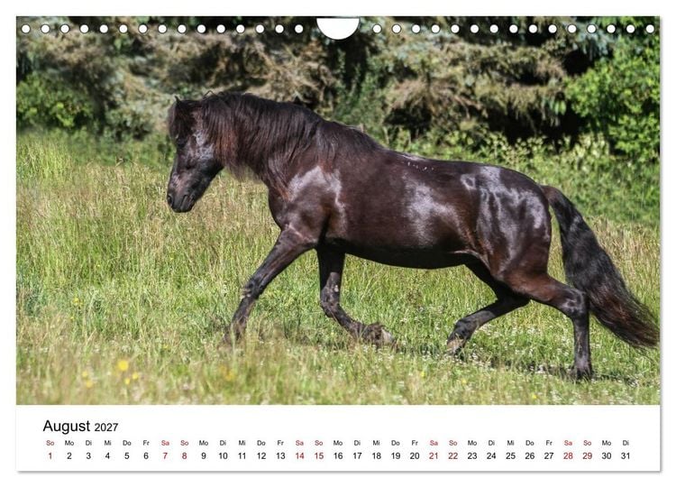Produktbild: PFERDE - Zwischen Himmel, Erde und Hufschlag (Wandkalender 2027 DIN A4 quer), CALVENDO Monatskalender