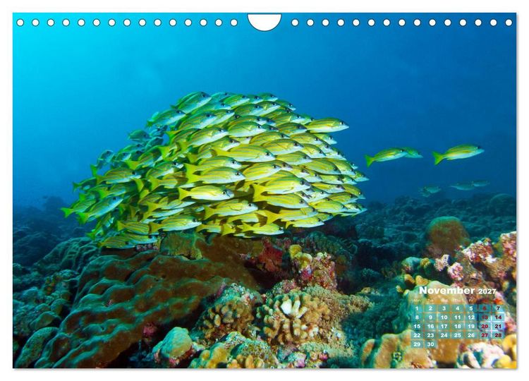 Produktbild: Oceans Alive - A World of Color and Diversity (Wall Calendar 2027 DIN A4 landscape), CALVENDO 12 Month Wall Calendar