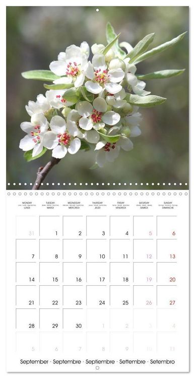 Produktbild: Kruse, G: Printemps toute l'ann&eacute;e (Calendrier mural carr&eacute; 20