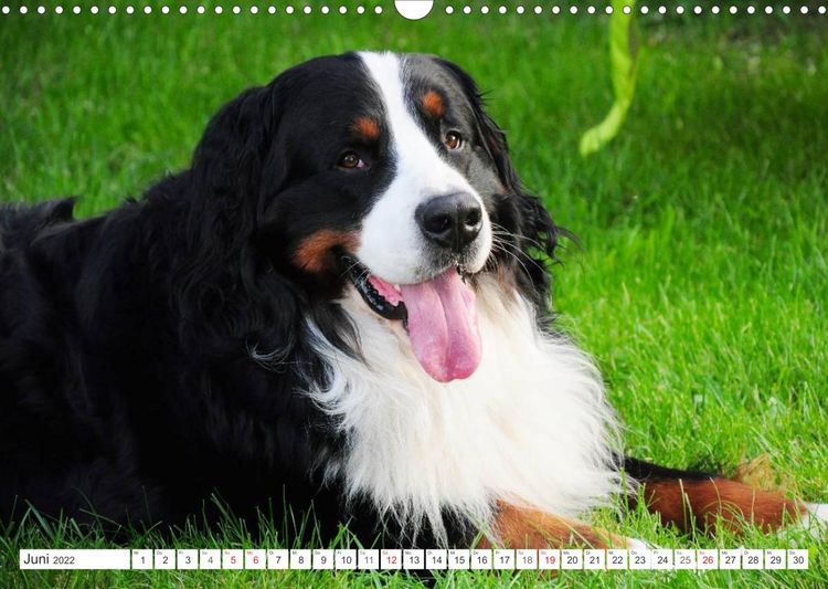 Produktbild: Tierisch nahe Berner-Portr&auml;ts (Wandkalender 2022 DIN A3 quer)