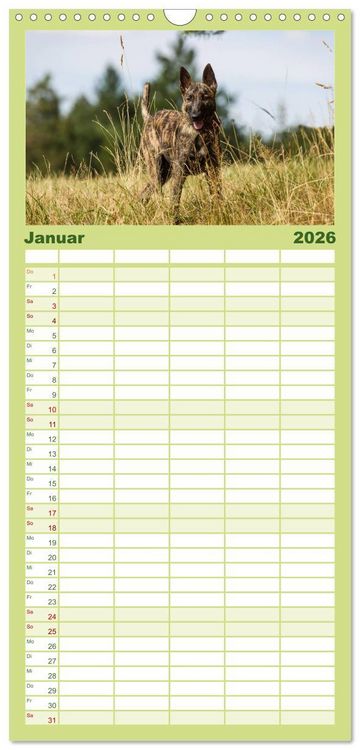 Produktbild: Familienplaner 2026 - ausdrucksvolle Holl&auml;ndische Sch&auml;ferhunde mit 5 Spalten (Wandkalender, 21 x 45 cm) CALVENDO