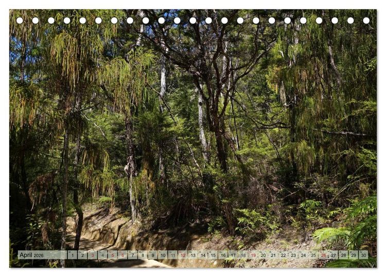 Produktbild: Prim&auml;rwald - Neuseeland (Tischkalender 2026 DIN A5 quer), CALVENDO Monatskalender