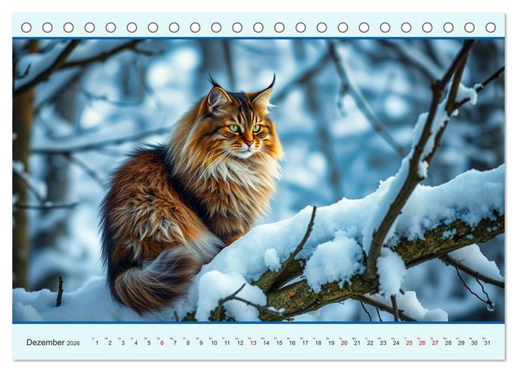 Produktbild: Maine Coon - Intelligent und verspielt (Tischkalender 2026 DIN A5 quer), CALVENDO Monatskalender