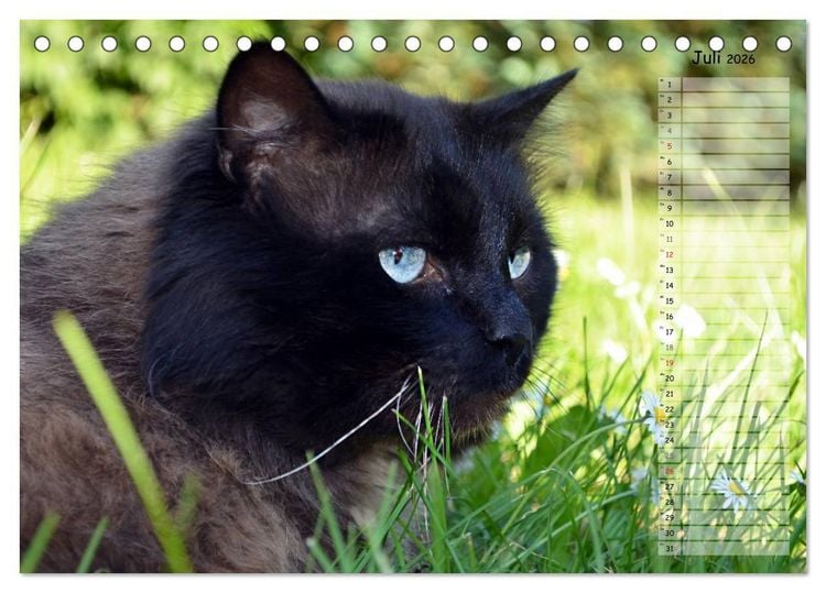 Produktbild: Katzen im Portr&auml;t / Geburtstagskalender (Tischkalender 2026 DIN A5 quer), CALVENDO Monatskalender