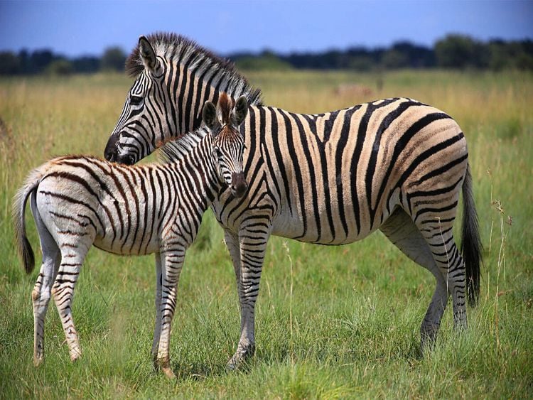 Produktbild: CALVENDO Puzzle Zebras | 1000 Teile Lege-Gr&ouml;&szlig;e 64x48cm Foto-Puzzle f&uuml;r gl&uuml;ckliche Stunden
