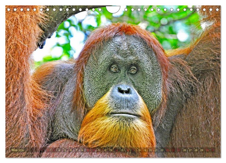Produktbild: Orang Utans Sumatras Waldmenschen (Wandkalender 2026 DIN A4 quer), CALVENDO Monatskalender