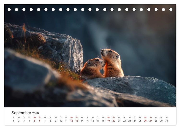 Produktbild: Alpenpl&uuml;sch - Mit Murmeltieren durchs Jahr (Tischkalender 2026 DIN A5 quer), CALVENDO Monatskalender