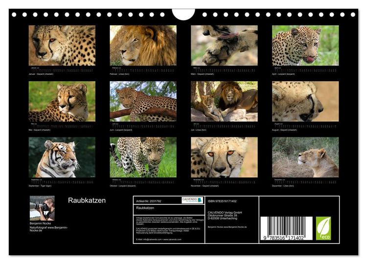 Produktbild: Raubkatzen (Wandkalender 2026 DIN A4 quer), CALVENDO Monatskalender
