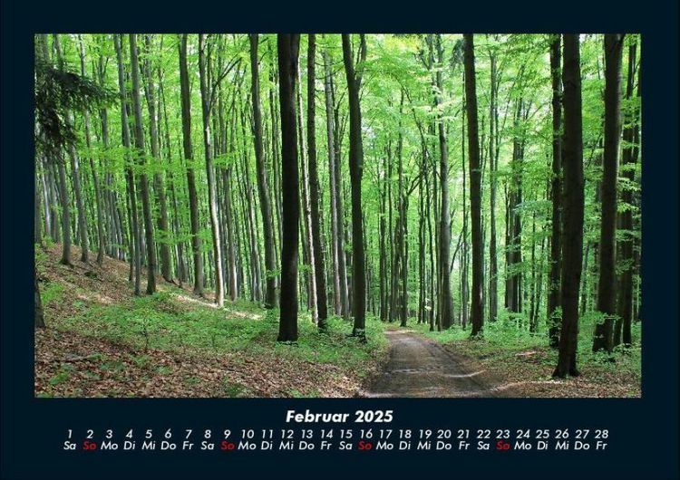 Produktbild: Waldzauber 2025 Fotokalender DIN A4