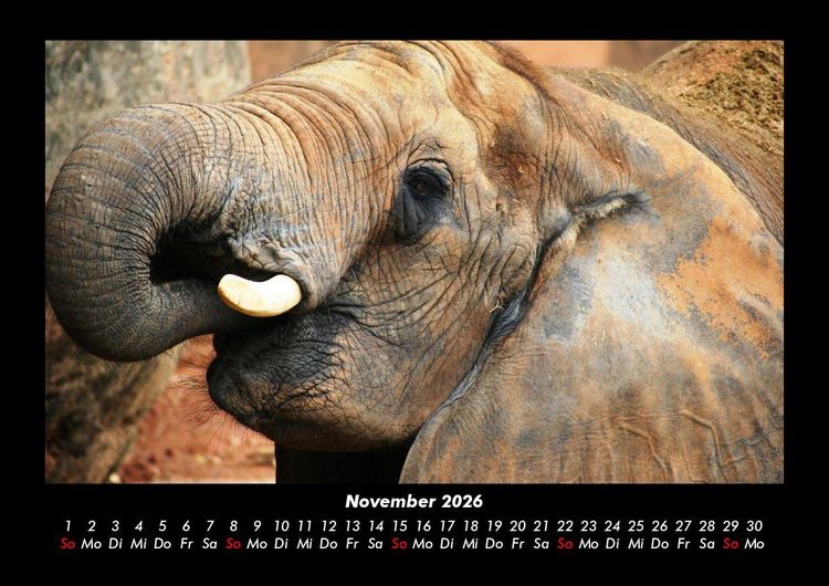 Produktbild: Der Elefantenkalender 2026 Fotokalender DIN A3