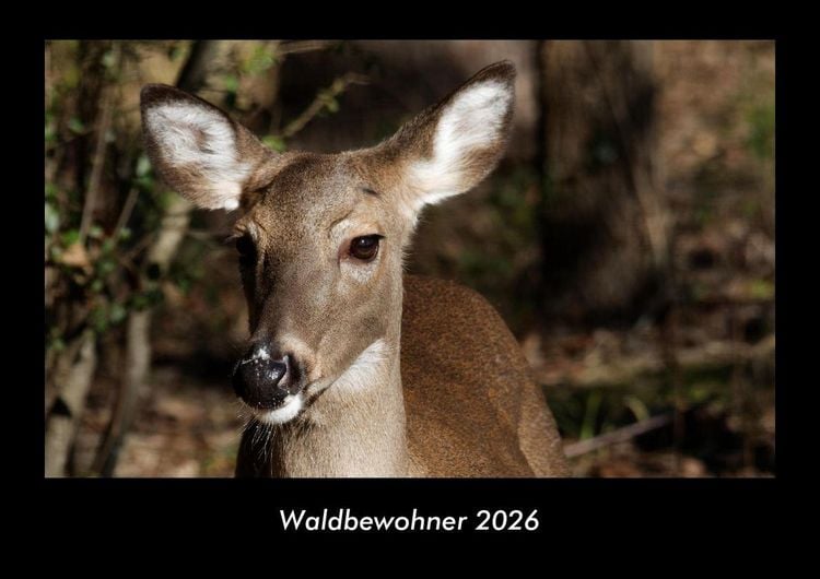 Produktbild: Waldbewohner 2026 Fotokalender DIN A3