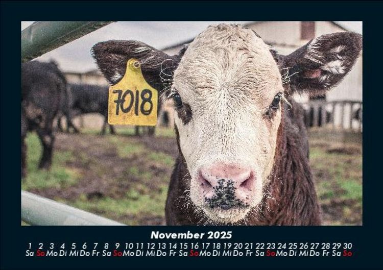 Produktbild: Kuhkalender 2025 Fotokalender DIN A5