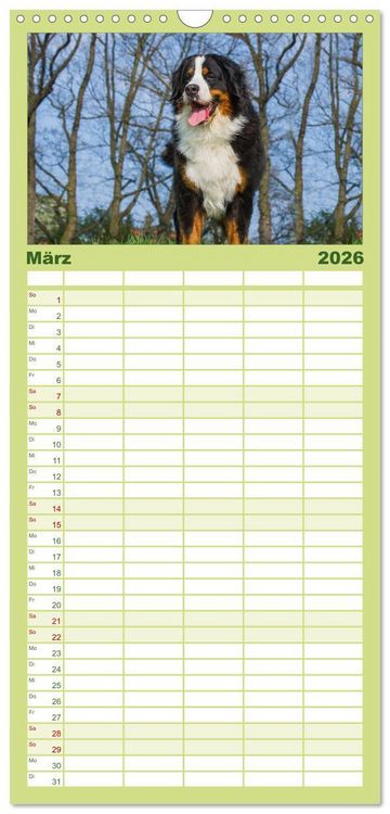 Produktbild: Familienplaner 2026 - Treuer Freund Berner Sennenhund mit 5 Spalten (Wandkalender, 21 x 45 cm) CALVENDO