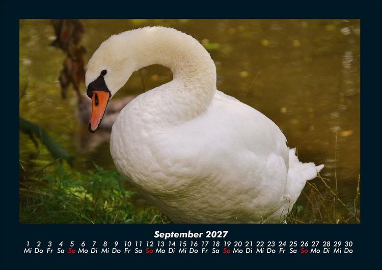 Produktbild: Welt der V&ouml;gel 2027 Fotokalender DIN A4