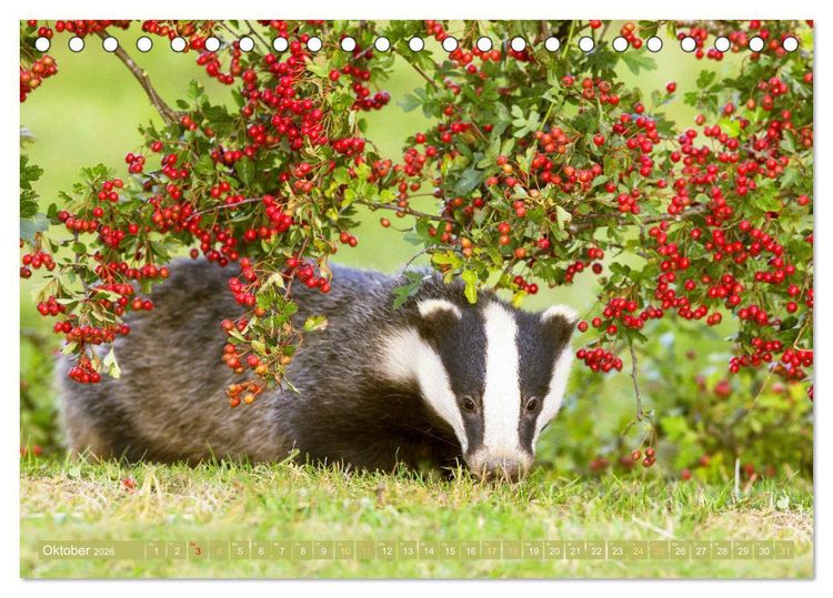 Produktbild: Wildtiere des Waldes: Hier wird der Mythos Wald lebendig (Tischkalender 2026 DIN A5 quer), CALVENDO Monatskalender