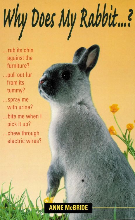 Produktbild: Why Does My Rabbit...?