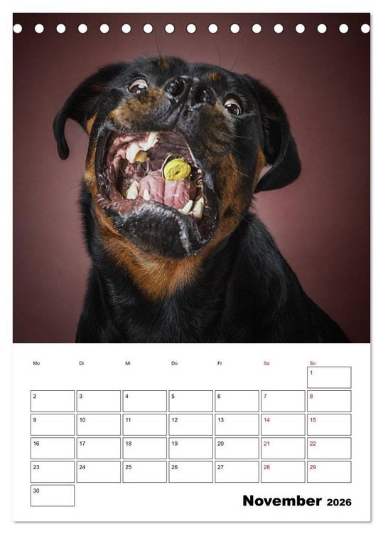 Produktbild: Fang das Leckerli (Tischkalender 2026 DIN A5 hoch), CALVENDO Monatskalender