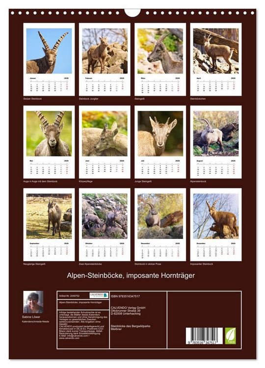 Produktbild: Alpen-Steinb&ouml;cke, imposante Horntr&auml;ger (Wandkalender 2026 DIN A3 hoch), CALVENDO Monatskalender
