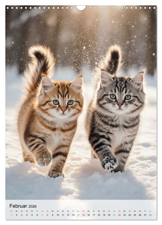 Produktbild: Maine Coon Kalender - Majest&auml;tische Katzen in der Natur (Wandkalender 2026 DIN A3 hoch), CALVENDO Monatskalender