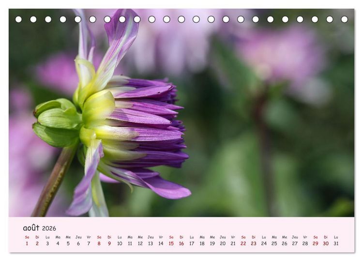 Produktbild: Les Dahlias en pleine floraison (Calendrier de bureau 2026 DIN A5 vertical), CALVENDO calendrier mensuel