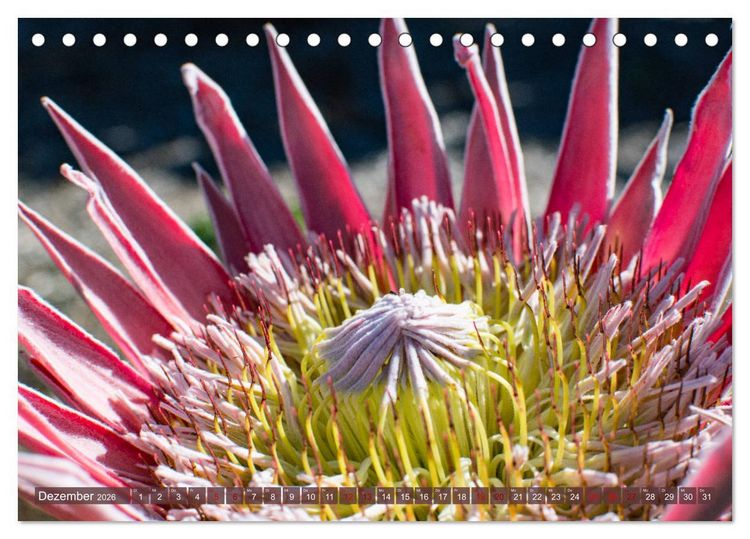 Produktbild: Fynbos - Die einzigartige Flora S&uuml;dafrikas (Tischkalender 2026 DIN A5 quer), CALVENDO Monatskalender