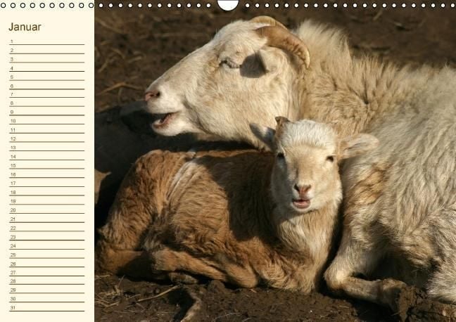 Produktbild: Der wollige Geburtstagskalender (Wandkalender immerw&auml;hrend DIN A3 quer)