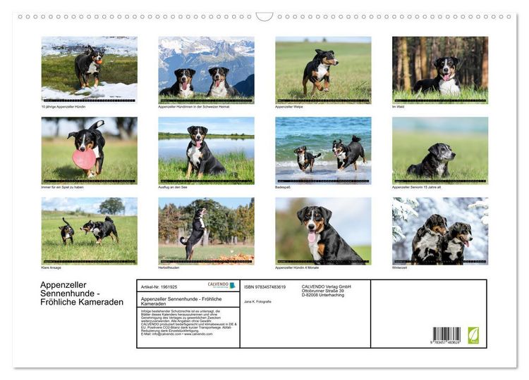 Produktbild: Appenzeller Sennenhunde - Fr&ouml;hliche Kameraden (Wandkalender 2026 DIN A2 quer), CALVENDO Monatskalender