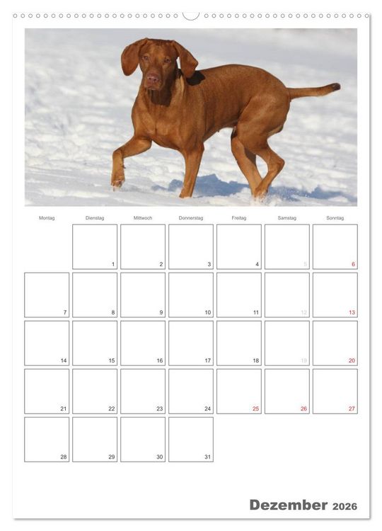 Produktbild: Magyar Vizsla (hochwertiger Premium Wandkalender 2026 DIN A2 hoch), Kunstdruck in Hochglanz
